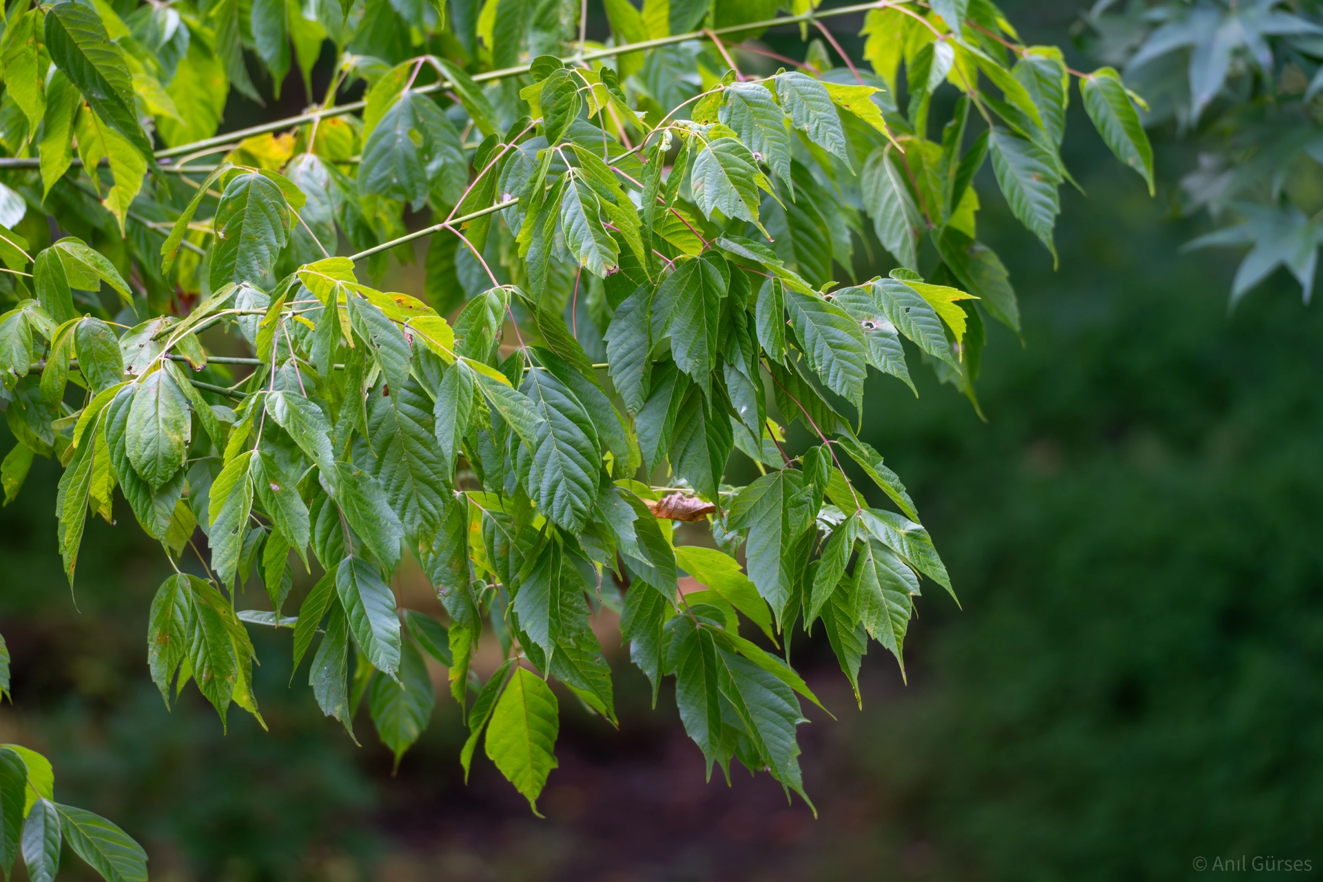 70-305mm Lens Test
